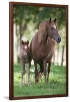 Peruvian Paso Colt with Quarter Horse Broodmare-DLILLC-Framed Photographic Print