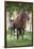 Peruvian Paso Colt with Quarter Horse Broodmare-DLILLC-Framed Photographic Print