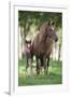 Peruvian Paso Colt with Quarter Horse Broodmare-DLILLC-Framed Photographic Print