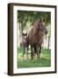 Peruvian Paso Colt with Quarter Horse Broodmare-DLILLC-Framed Photographic Print