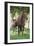 Peruvian Paso Colt with Quarter Horse Broodmare-DLILLC-Framed Photographic Print