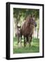 Peruvian Paso Colt with Quarter Horse Broodmare-DLILLC-Framed Photographic Print