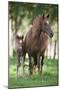 Peruvian Paso Colt with Quarter Horse Broodmare-DLILLC-Mounted Photographic Print