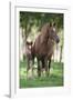 Peruvian Paso Colt with Quarter Horse Broodmare-DLILLC-Framed Photographic Print