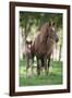 Peruvian Paso Colt with Quarter Horse Broodmare-DLILLC-Framed Photographic Print