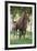 Peruvian Paso Colt with Quarter Horse Broodmare-DLILLC-Framed Photographic Print