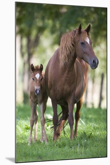 Peruvian Paso Colt with Quarter Horse Broodmare-DLILLC-Mounted Photographic Print