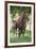 Peruvian Paso Colt with Quarter Horse Broodmare-DLILLC-Framed Photographic Print