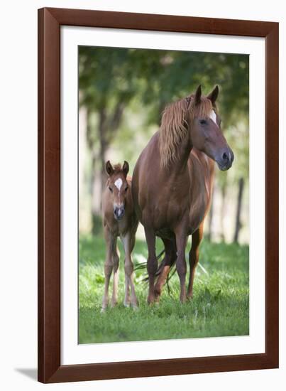 Peruvian Paso Colt with Quarter Horse Broodmare-DLILLC-Framed Photographic Print