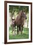 Peruvian Paso Colt with Quarter Horse Broodmare-DLILLC-Framed Photographic Print