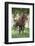 Peruvian Paso Colt with Quarter Horse Broodmare-DLILLC-Framed Photographic Print