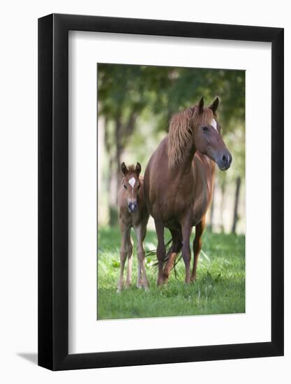 Peruvian Paso Colt with Quarter Horse Broodmare-DLILLC-Framed Photographic Print