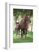 Peruvian Paso Colt with Quarter Horse Broodmare-DLILLC-Framed Photographic Print