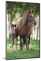 Peruvian Paso Colt with Quarter Horse Broodmare-DLILLC-Mounted Photographic Print