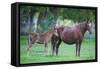 Peruvian Paso Colt with Quarter Horse Mare-DLILLC-Framed Stretched Canvas