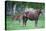 Peruvian Paso Colt with Quarter Horse Mare-DLILLC-Stretched Canvas