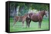 Peruvian Paso Colt with Quarter Horse Mare-DLILLC-Framed Stretched Canvas