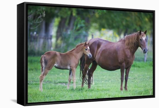 Peruvian Paso Colt with Quarter Horse Mare-DLILLC-Framed Stretched Canvas