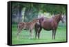 Peruvian Paso Colt with Quarter Horse Mare-DLILLC-Framed Stretched Canvas