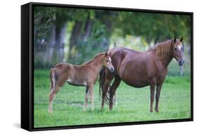 Peruvian Paso Colt with Quarter Horse Mare-DLILLC-Framed Stretched Canvas