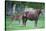 Peruvian Paso Colt with Quarter Horse Mare-DLILLC-Stretched Canvas