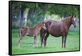 Peruvian Paso Colt with Quarter Horse Mare-DLILLC-Framed Stretched Canvas