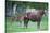 Peruvian Paso Colt with Quarter Horse Mare-DLILLC-Stretched Canvas