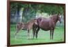 Peruvian Paso Colt with Quarter Horse Mare-DLILLC-Framed Photographic Print