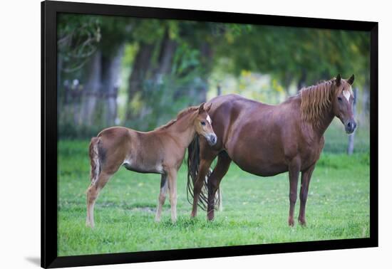 Peruvian Paso Colt with Quarter Horse Mare-DLILLC-Framed Photographic Print