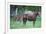 Peruvian Paso Colt with Quarter Horse Mare-DLILLC-Framed Photographic Print