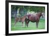 Peruvian Paso Colt with Quarter Horse Mare-DLILLC-Framed Photographic Print