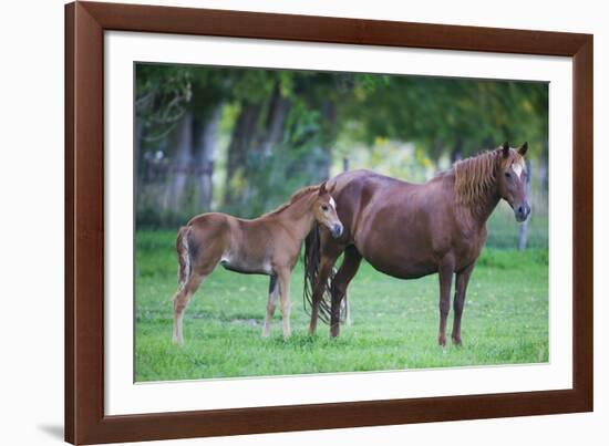 Peruvian Paso Colt with Quarter Horse Mare-DLILLC-Framed Photographic Print