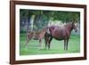 Peruvian Paso Colt with Quarter Horse Mare-DLILLC-Framed Photographic Print