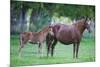 Peruvian Paso Colt with Quarter Horse Mare-DLILLC-Mounted Photographic Print