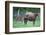 Peruvian Paso Colt with Quarter Horse Mare-DLILLC-Framed Photographic Print