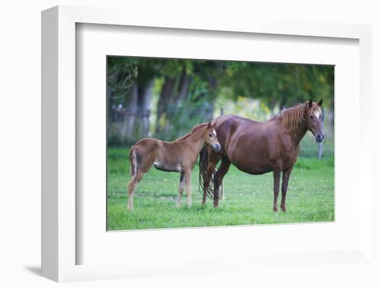 Peruvian Paso Colt with Quarter Horse Mare-DLILLC-Framed Photographic Print