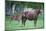 Peruvian Paso Colt with Quarter Horse Mare-DLILLC-Mounted Photographic Print