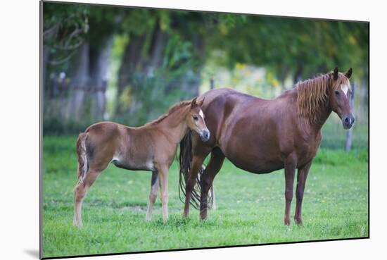 Peruvian Paso Colt with Quarter Horse Mare-DLILLC-Mounted Photographic Print