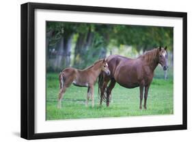 Peruvian Paso Colt with Quarter Horse Mare-DLILLC-Framed Photographic Print