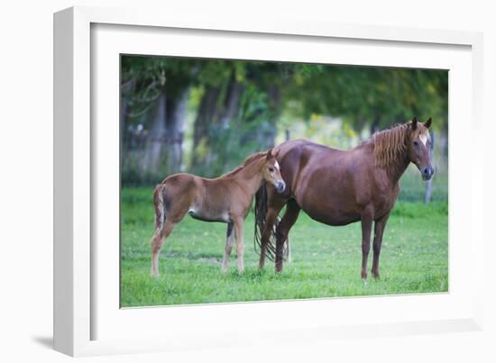 Peruvian Paso Colt with Quarter Horse Mare-DLILLC-Framed Photographic Print