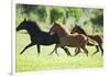 Peruvian Paso Colts Running-DLILLC-Framed Photographic Print