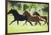 Peruvian Paso Colts Running-DLILLC-Framed Photographic Print