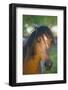 Peruvian Paso Horse-DLILLC-Framed Photographic Print
