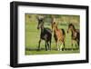 Peruvian Paso Horses Running-DLILLC-Framed Photographic Print