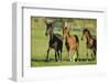 Peruvian Paso Horses Running-DLILLC-Framed Photographic Print