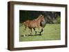 Peruvian Paso Horses Running-DLILLC-Framed Photographic Print
