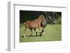 Peruvian Paso Horses Running-DLILLC-Framed Photographic Print