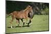 Peruvian Paso Horses Running-DLILLC-Mounted Photographic Print