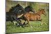 Peruvian Paso Horses Running-DLILLC-Mounted Photographic Print