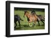 Peruvian Paso Horses Running-DLILLC-Framed Photographic Print